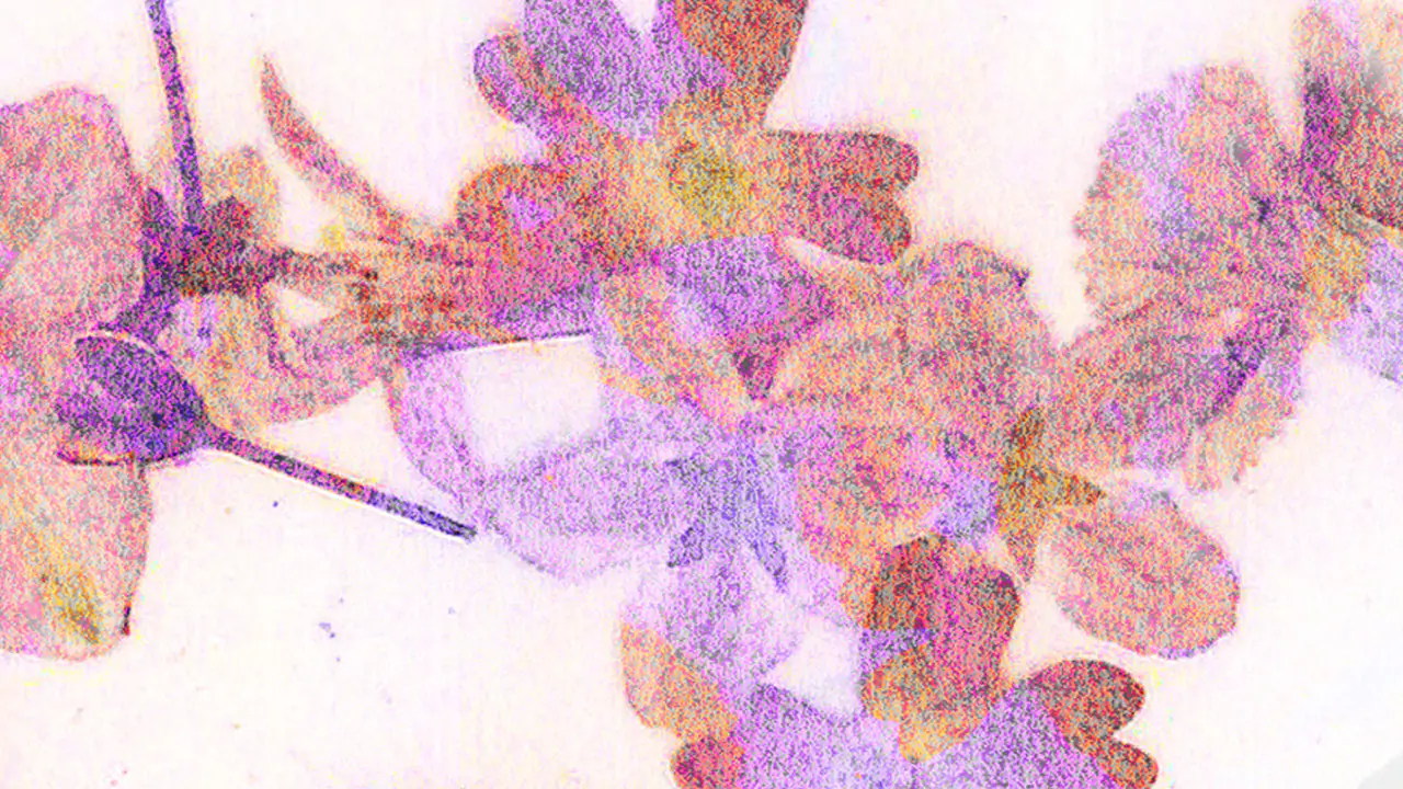 Digital Art. Compress flowers I.