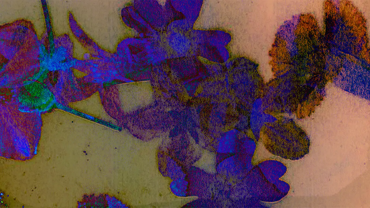 Digital Art. Compress flowers II.